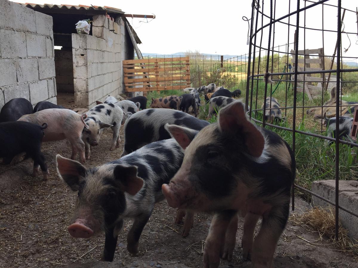 Tratalias Agriturismo Su Meurreddu מראה חיצוני תמונה