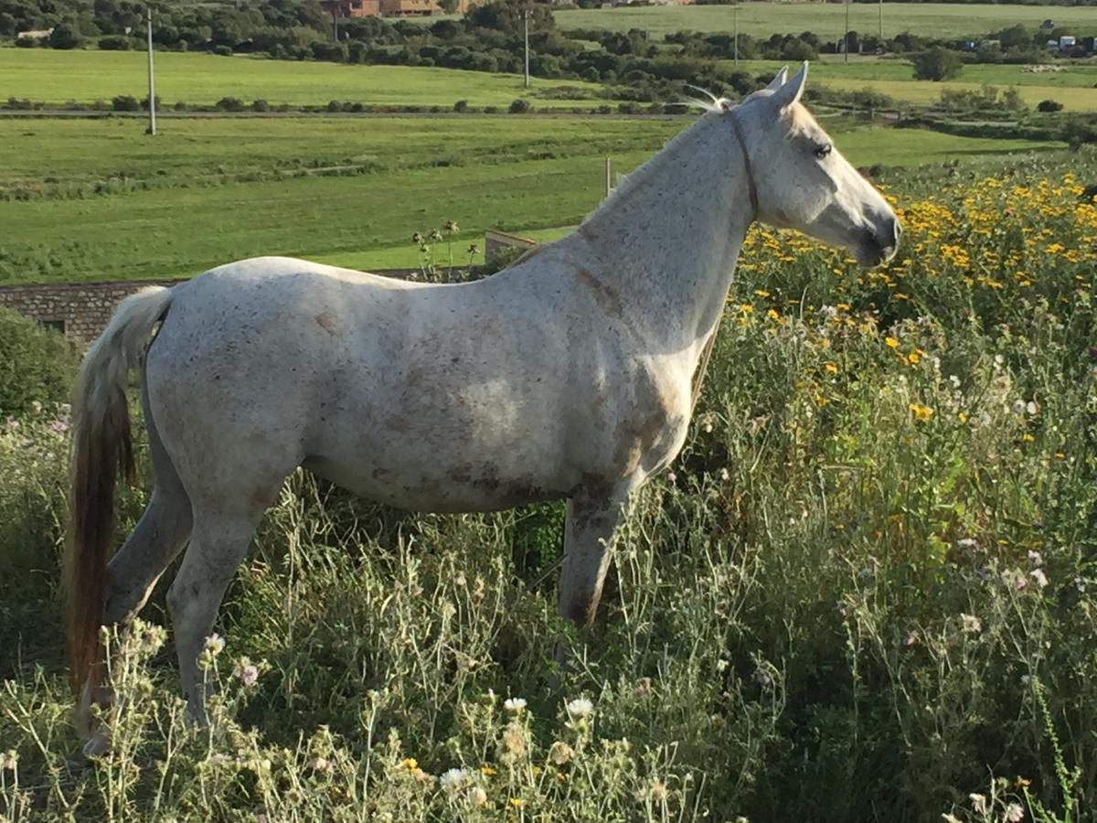 Tratalias Agriturismo Su Meurreddu מראה חיצוני תמונה